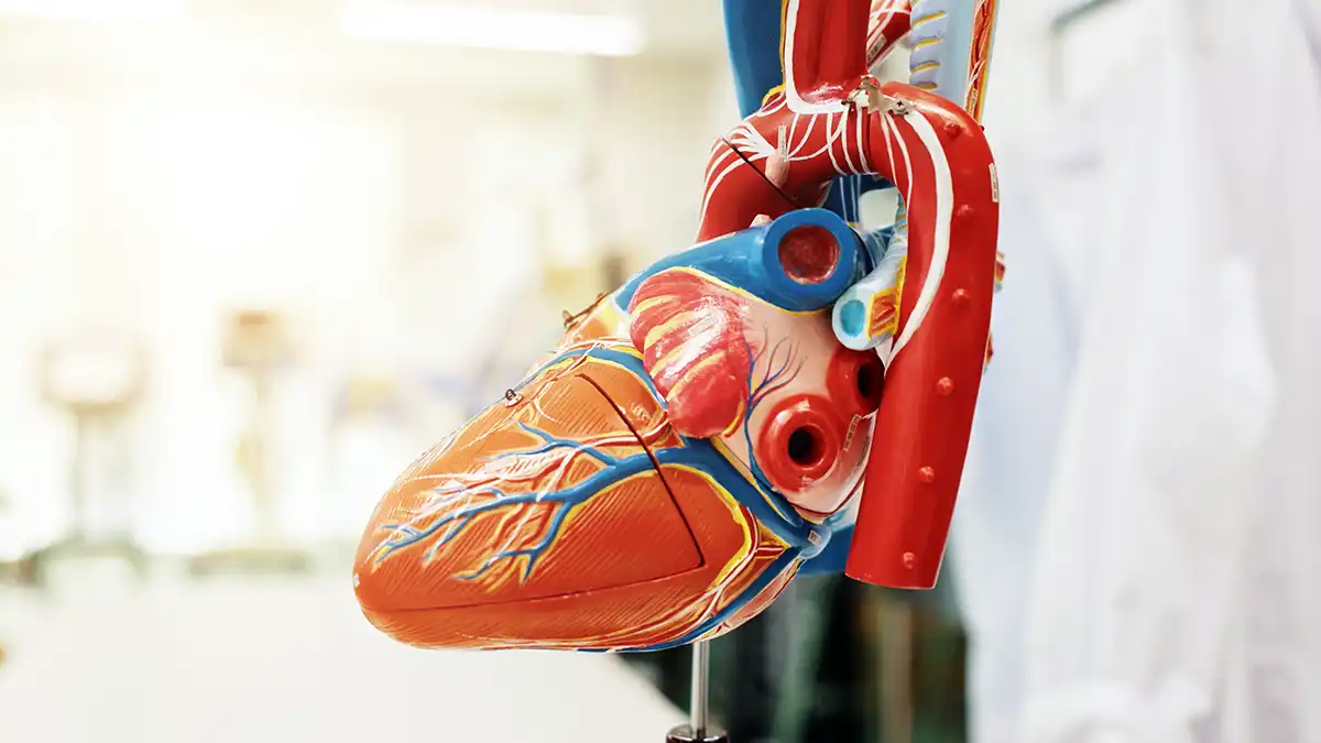 Sănătatea inimii: ce trebuie să știți despre bolile cardiovasculare